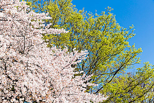 盛开,樱桃树,春天,上野公园,东京,日本