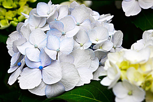 蓝色,白色,八仙花属