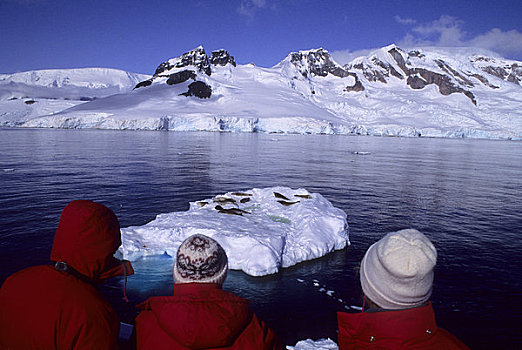 南极半岛,湾,游客,船,看,食蝦海豹,浮冰