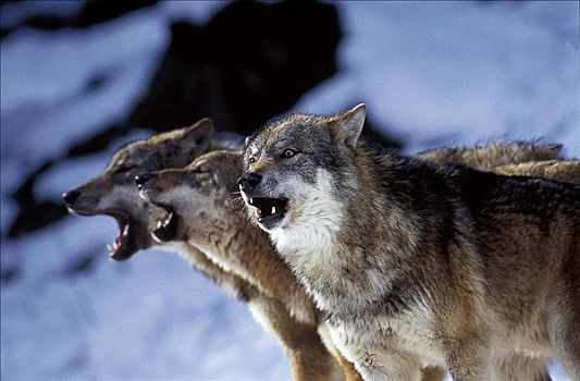灰狼,狼,哺乳动物,牧群,叫喊,冬天,雪,巴伐利亚森林,德国,欧洲,动物