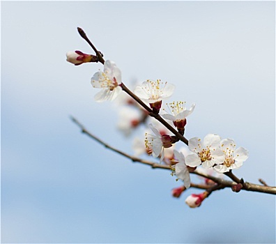 花,枝条,杏子