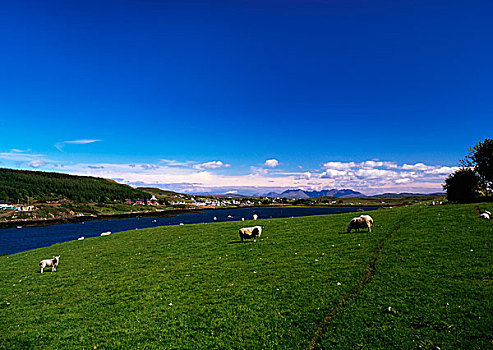 斯凯岛,苏格兰,绵羊