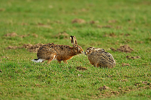 两个,野兔,欧洲野兔,嗅,相互,草地,交配季节,北莱茵威斯特伐利亚,德国,欧洲