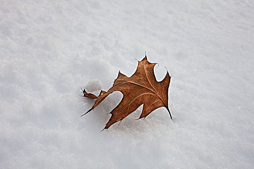 一个,叶子,雪地