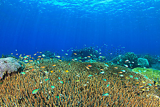 桌面珊瑚,硬珊瑚,鱼,岛屿,海洋,印度尼西亚