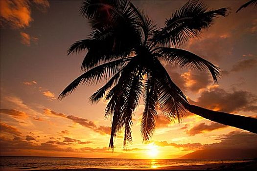 夏威夷,毛伊岛,一个,日落,海滩,棕榈树