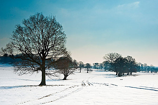 乡村,风景,冬天,雪,地上,鲜明,蓝天背景