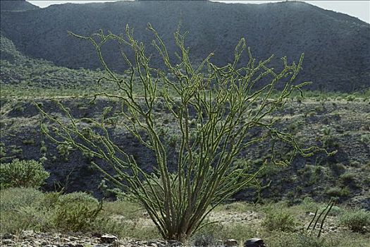墨西哥刺木,绿叶,波多黎各,北下加利福尼亚州,半岛,墨西哥