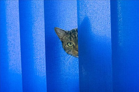 猫,看穿,蓝色,帘