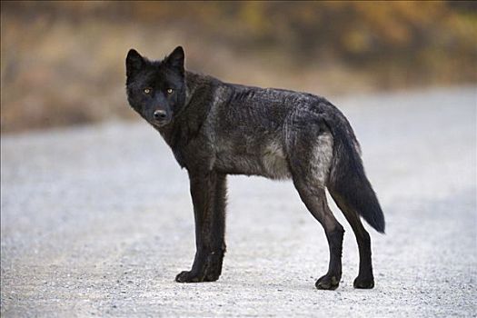灰狼,狼,幼兽,暗色,站立,砾石,公园,道路,德纳里峰国家公园,阿拉斯加