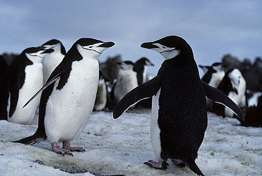 南极,岛屿,帽带企鹅