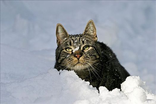 欧洲,猫,雪中