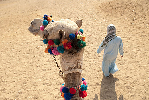 俯拍,贝多因人,骆驼,沙漠