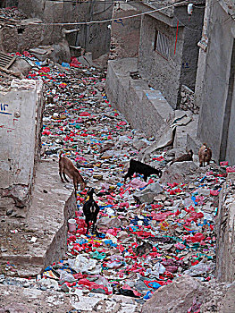 也门,哈德拉毛省,山羊,吃,垃圾,街道