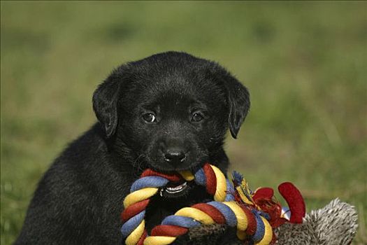 拉布拉多犬,幼仔,咀嚼,玩具