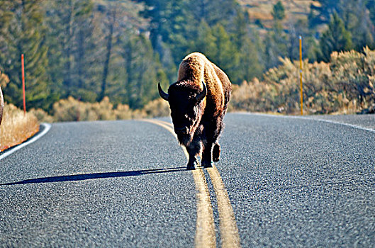 美洲野牛,野牛,黄线,黄石国家公园