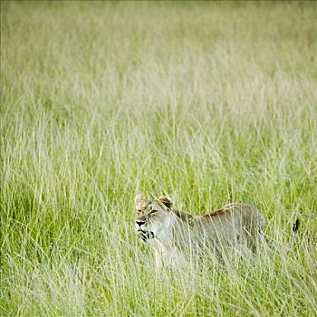 雌狮,肯尼亚,非洲