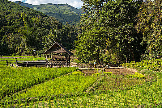 住宿,稻田,禁止,老挝