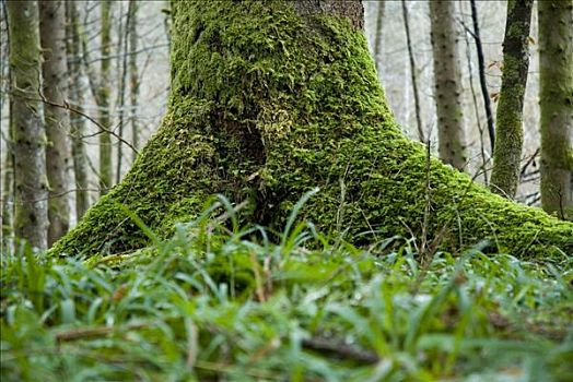 树干,遮盖,苔藓,国家公园,上奥地利州,欧洲