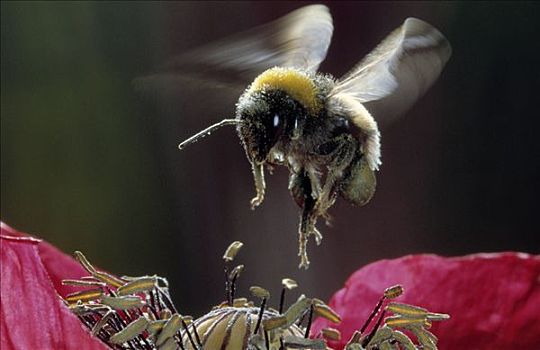 大黄蜂,熊蜂,降落,花,收集,花粉,欧洲