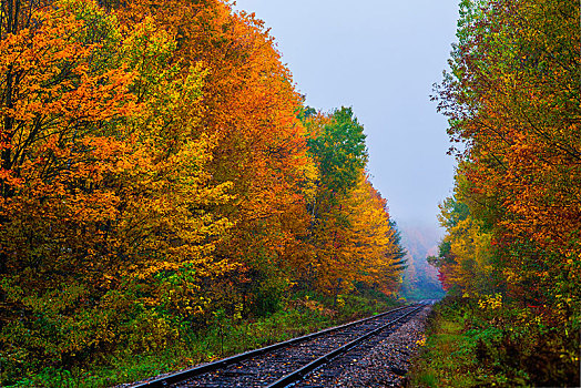 轨道,彩色,树,秋天,魁北克,加拿大,北美