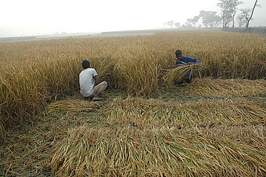 农民,切,谷物,孟加拉,早晨