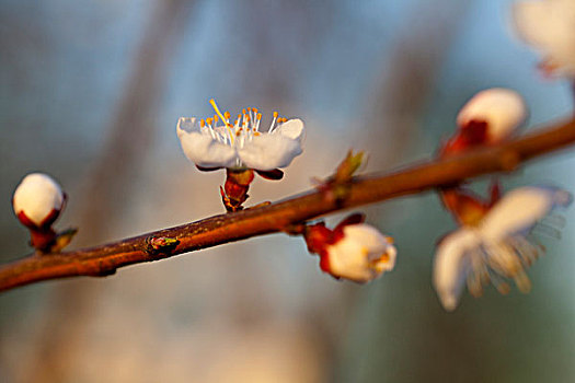 春天迎风盛开白色的杏花