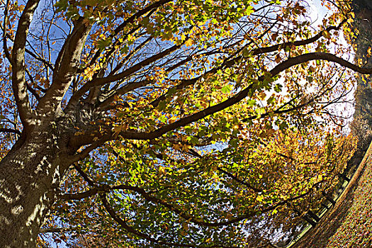 英格兰,格洛斯特郡,秋天,树,地面