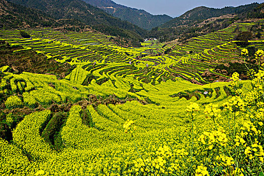 篁岭花海