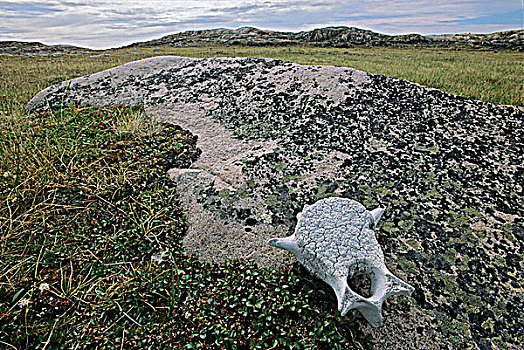 弓头鲸,骨头,靠近,遗迹,国家公园,加拿大