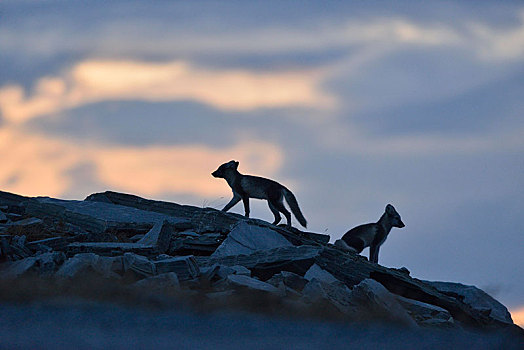 北极狐,狐属,两个,小动物,石头,剪影,挪威,欧洲