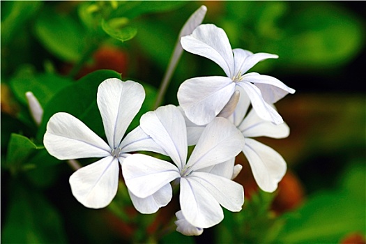 白色,长春花属植物