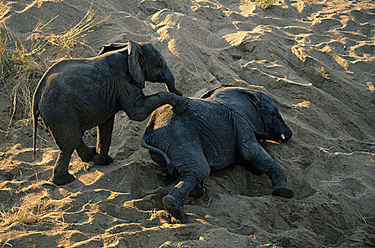 非洲象,年少,玩,克鲁格国家公园,南非,非洲