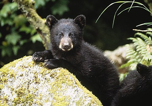 美洲黑熊,幼兽,石头,通加斯国家森林,阿拉斯加,美国