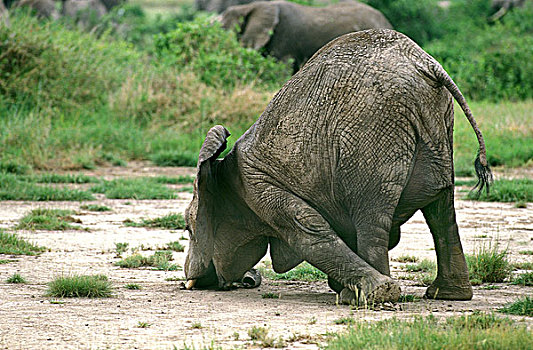 非洲象,幼兽,挠,地上,马赛马拉,公园,肯尼亚