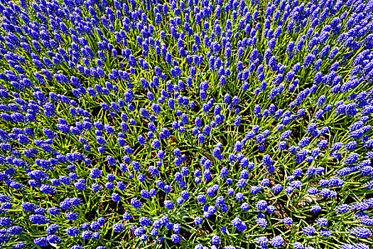 蓝色,麝香兰,库肯霍夫花园,晴天,荷兰南部,荷兰