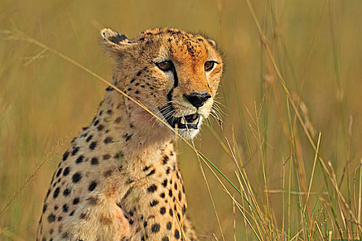 印度豹,猎豹,草,马赛马拉国家保护区,肯尼亚,非洲