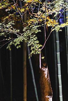 日本京都著名旅游赏枫景点,北野天满宫夜晚灯光下的竹林和枫叶
