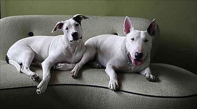 两只,狗,坐,沙发
