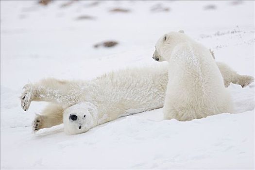 两个,北极熊,一个,伸展,丘吉尔市,曼尼托巴,加拿大