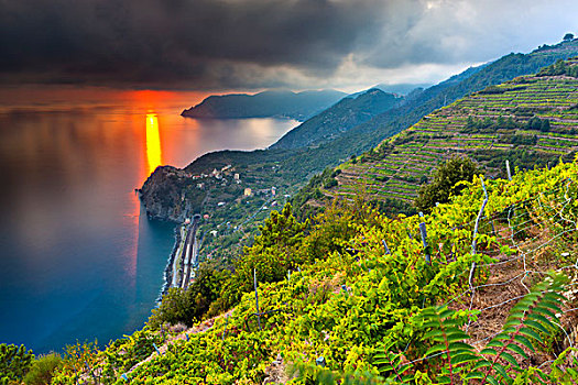 葡萄园,俯瞰,海岸,悬崖,地中海,意大利,里维埃拉
