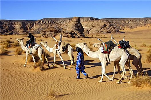 柏柏尔人,游牧,白色,骑,单峰骆驼,利比亚