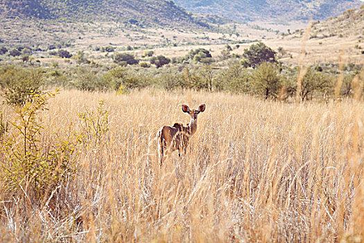 羚羊,放牧,非洲,朴素,南非