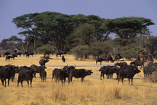 博茨瓦纳,奥卡万戈三角洲,岛屿,南非水牛,牧群