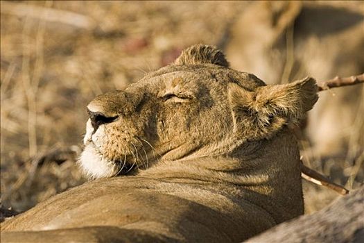 母狮,狮子,打瞌睡,头部,肖像,莫瑞米,野生动植物保护区,博茨瓦纳,非洲