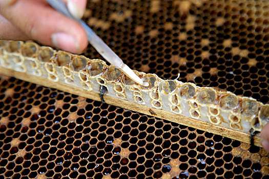 采集蜂王浆的第一步,移幼虫