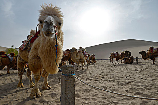 骆驼,等待,驼队,游客,正面,沙丘,戈壁沙漠,月牙状,湖,敦煌,丝绸之路,甘肃,中国,亚洲