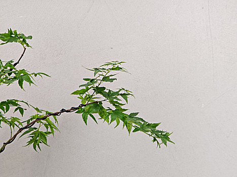 室内的绿植装饰