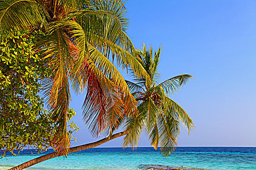 马尔代夫,岛屿,胜地,海滩,棕榈树