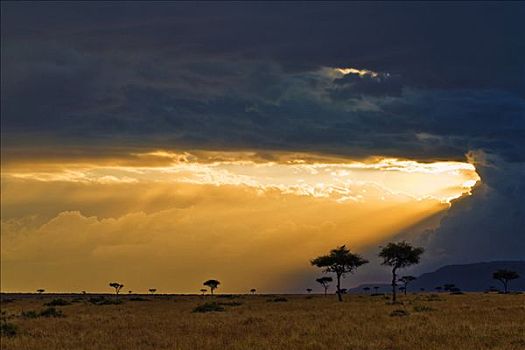 肯尼亚,马赛马拉,落日,云,光亮